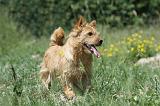 NORWICH TERRIER 015